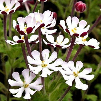 Creeping Phlox Midnight - Zaluzianskya capensis – Smart Seeds Emporium