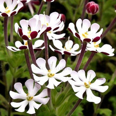 Creeping Phlox Midnight - Zaluzianskya capensis