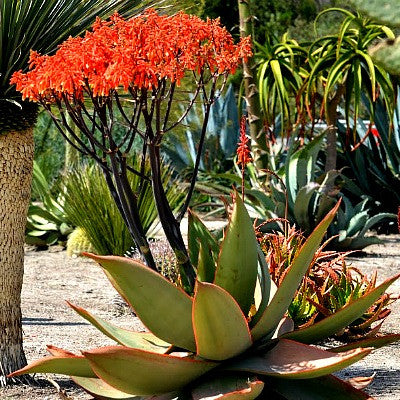 Aloe striata - Coral Aloe