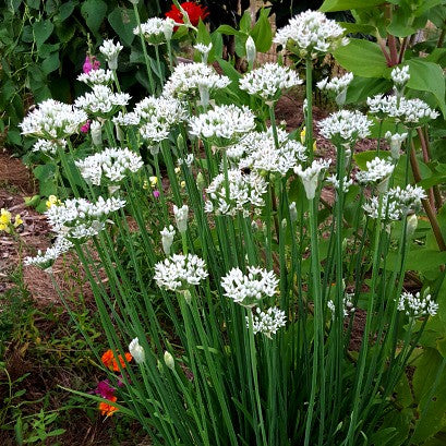 Garlic Chives - Ornamental Allium