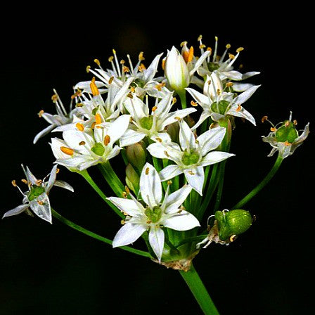 Garlic Chives - Ornamental Allium