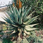 Aloe Species Collection - 15 mixed seeds