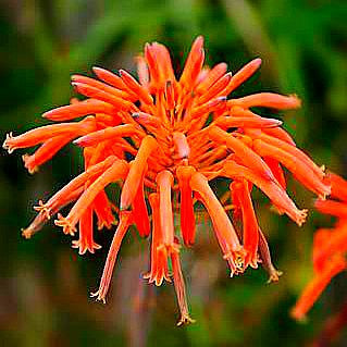 Aloe striata - Coral Aloe