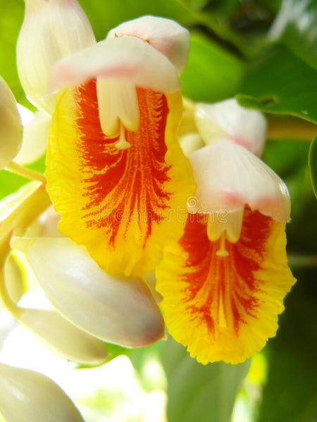 Alpinia malaccensis - Giant Shell Ginger