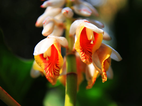 Alpinia malaccensis - Giant Shell Ginger