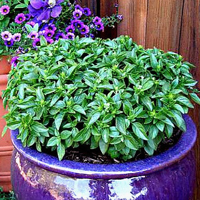 The Grand Basil Collection - 5 favorite flavors