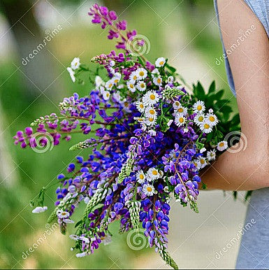 Wild Blue Lupine - Lupinus succulentus