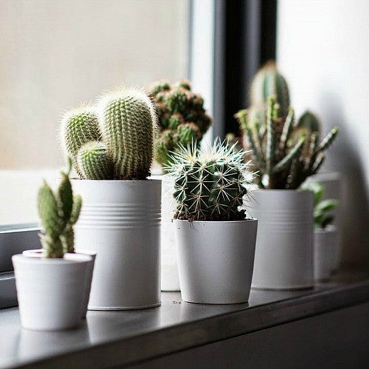 Cactus Gift Collection - Windowsill Garden Seeds