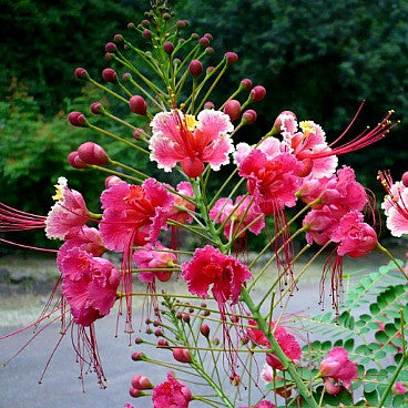Caesalpinia pink - Pride of Barbados
