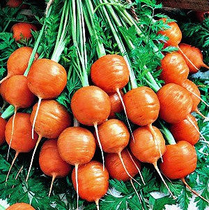 Rainbow Carrot Mix Seven Crazy Colors – Smart Seeds Emporium