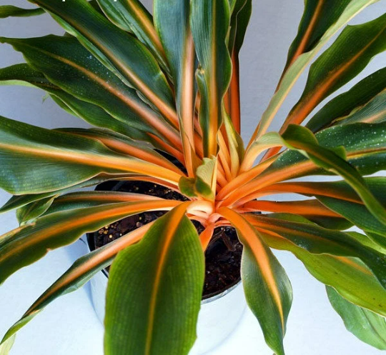 Mandarin Plant, Chlorophytum