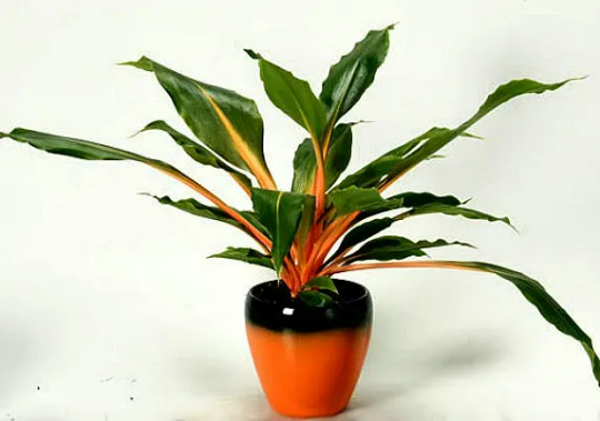 Mandarin Plant, Chlorophytum