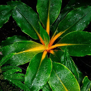 Chlorophytum amaniense - Mandarin Plant