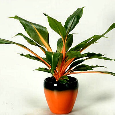 Chlorophytum amaniense - Mandarin Plant