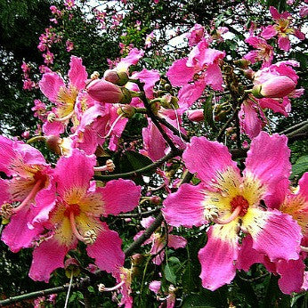 Chorisia speciosa - Silk Floss Tree