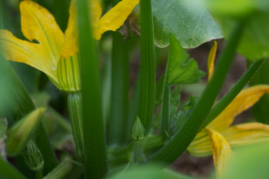Cocozelle Zucchini