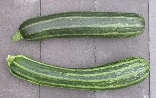 Cocozelle Zucchini