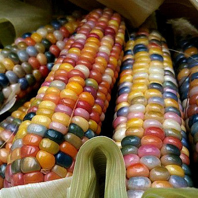 Glass Gem Corn - rare heirloom