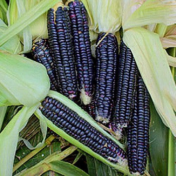 Aztec Black Corn - Ancient Heirloom