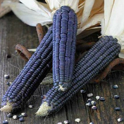 Blue Jade Corn - Dwarf Heirloom