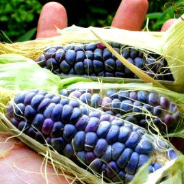 Blue Jade Corn - Dwarf Heirloom