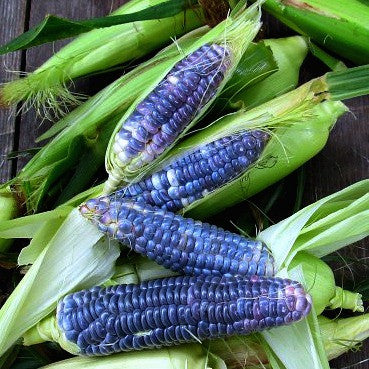 Blue Jade Corn - Dwarf Heirloom