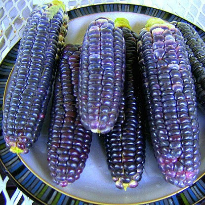 Blue Jade Corn - Dwarf Heirloom
