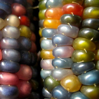 Glass Gem Corn - rare heirloom