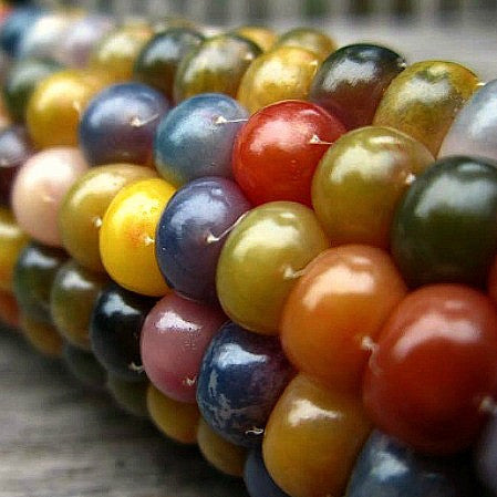 Glass Gem Corn - rare heirloom