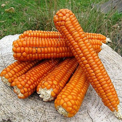 Strubbe's Orange Corn - non GMO heirloom