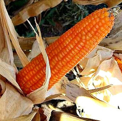 Strubbe's Orange Corn - non GMO heirloom
