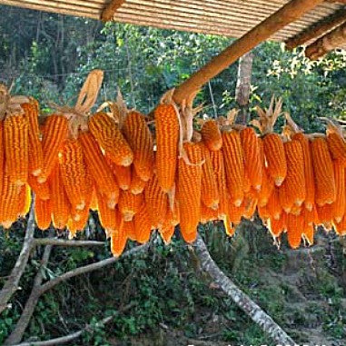 Strubbe's Orange Corn - non GMO heirloom
