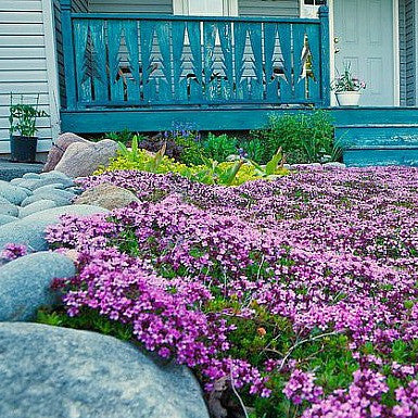 Creeping Thyme  - Fragrant Groundcover