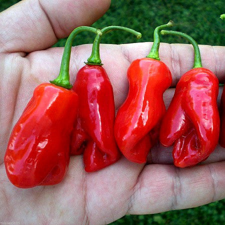 Sweet Datil Pepper - Rare Southern Heirloom
