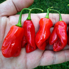 Sweet Datil Pepper - Rare Southern Heirloom
