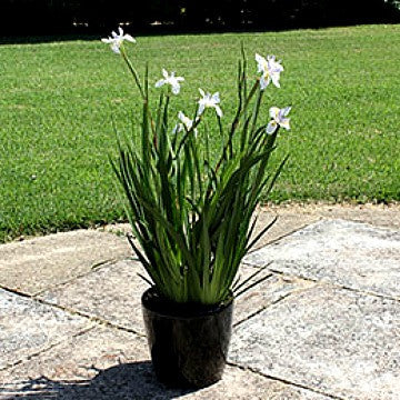 Dietes grandiflora - Fortnight Lily