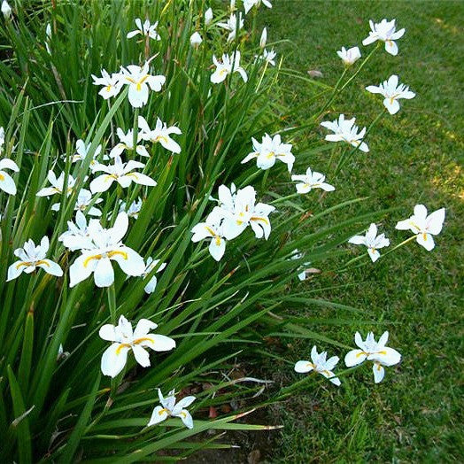 Dietes grandiflora - Fortnight Lily