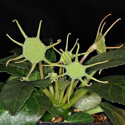Dorstenia foetida - Star Trek Caudiform