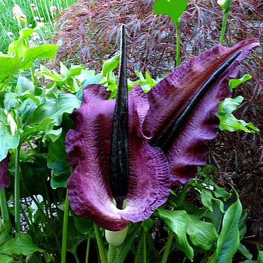 Dracunculus vulgaris  - Voodoo Lily
