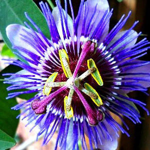 Passiflora edulis - Purple Passion Flower