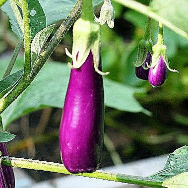 Tiny Asian Eggplant - Little Fingers