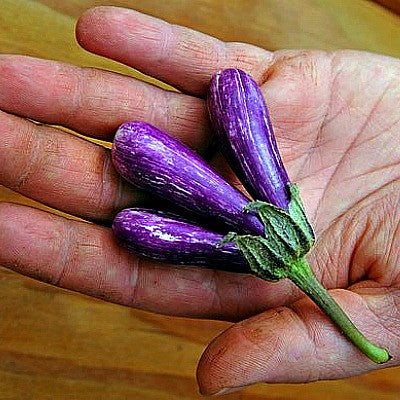 Tiny Asian Eggplant - Little Fingers