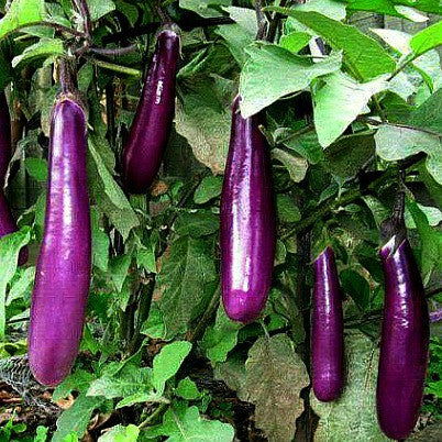 Tiny Asian Eggplant - Little Fingers