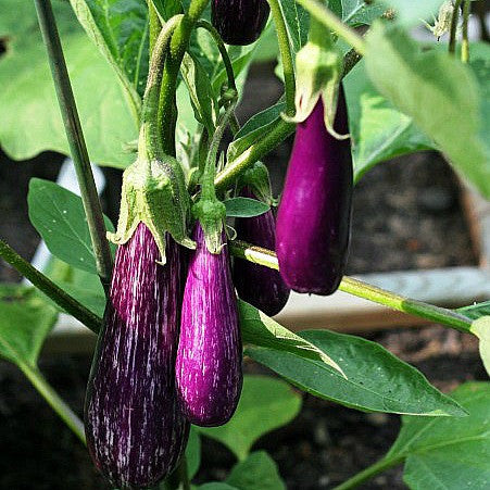 Tiny Asian Eggplant - Little Fingers