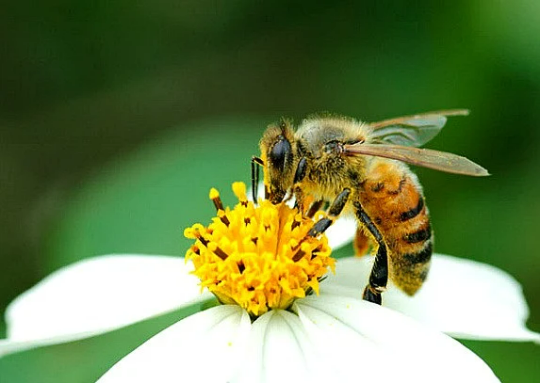 Feed the Bees Seeds, wildflower mix, big ounce bulk pack