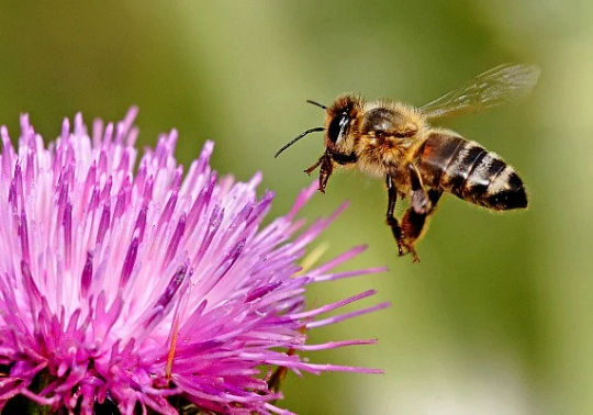 Feed the Bees Seeds, wildflower mix, big ounce bulk pack