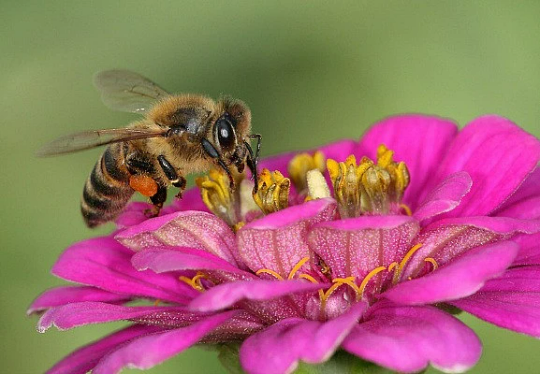 wildflower bulk seeds Feed the Bees Seeds, wildflower mix, big ounce bulk pack – Smart Seeds Emporium