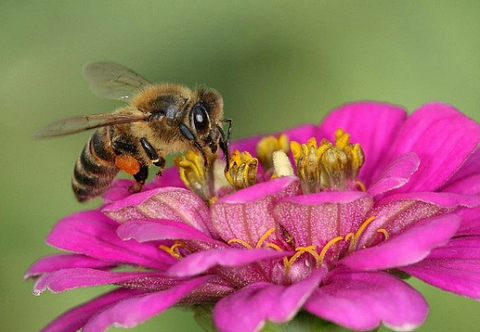 Feed the Bees Seeds, wildflower mix, big ounce bulk pack