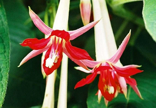Fuchsia boliviana alba, White Bolivian Fuchsia