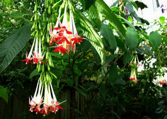 Fuchsia boliviana alba, White Bolivian Fuchsia